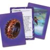 Numenera Artifact Deck - Image 2