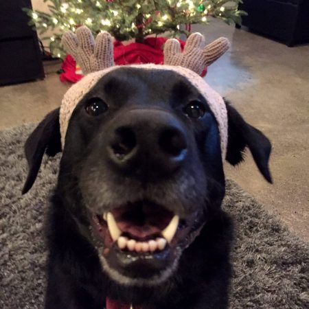 Amp wearing a reindeer hat