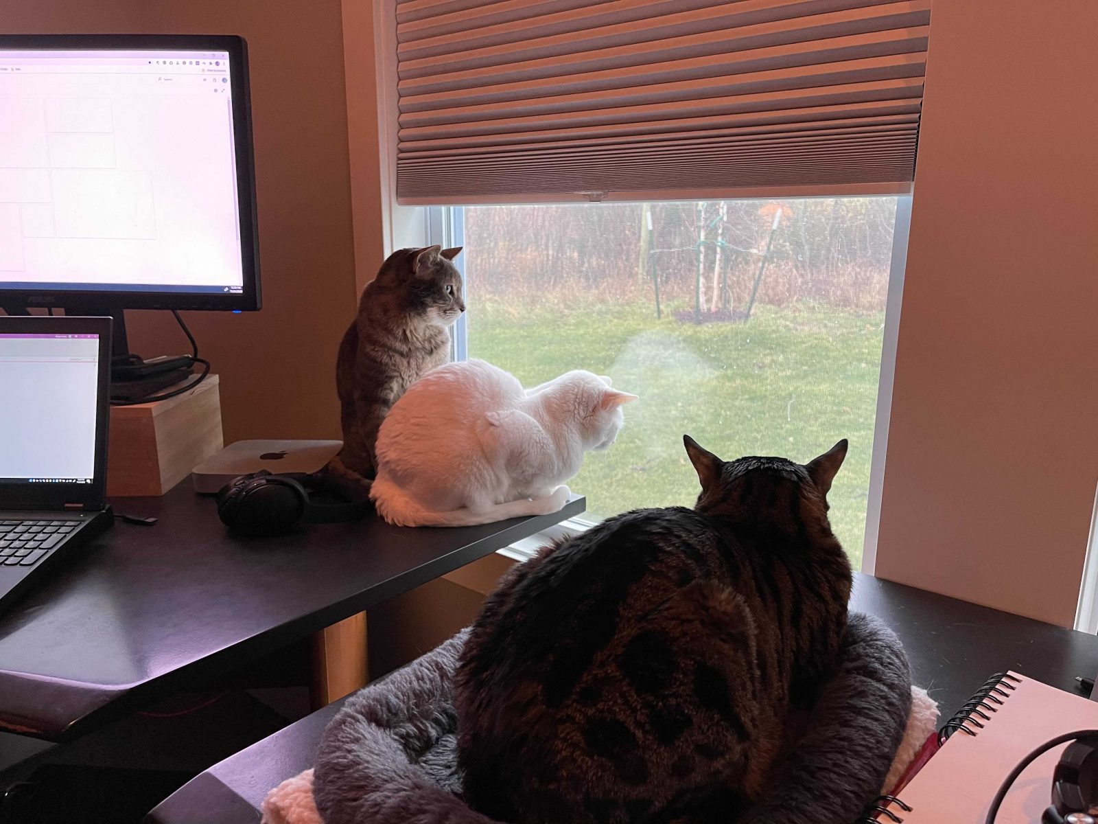 Three cats (one white, two tabby) look out of a window from their various perches.